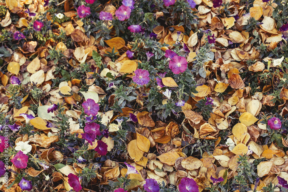 Autumn yellow foliage with purple flowers in park background Autumn yellow foliage with purple flowers in park background