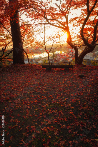 夕陽に輝く公園の紅葉と遠くに見える町の風景