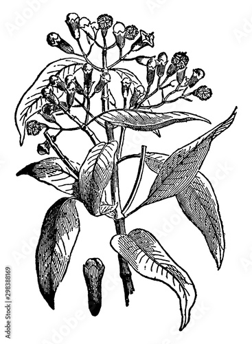 Cloves vintage illustration.