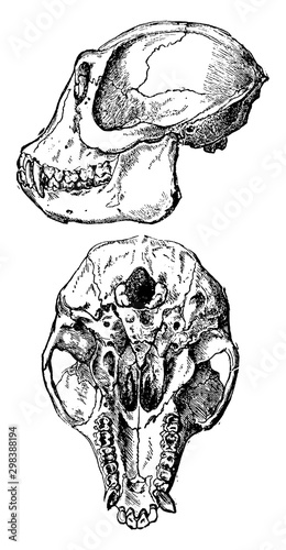 Ape Skull, vintage illustration.