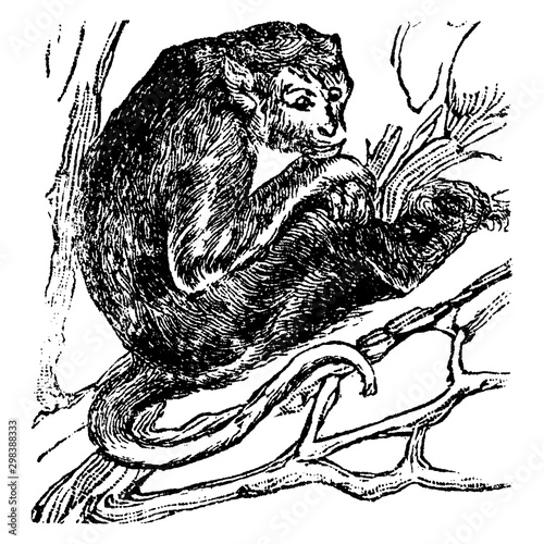 Ape, vintage illustration.