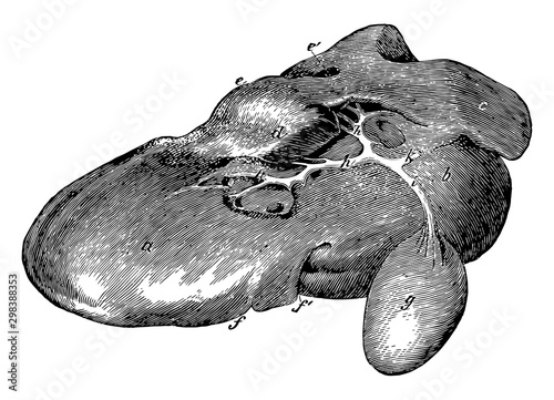 Liver of an Ox, vintage illustration.