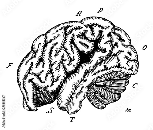 Orangoutang Brain, vintage illustration
