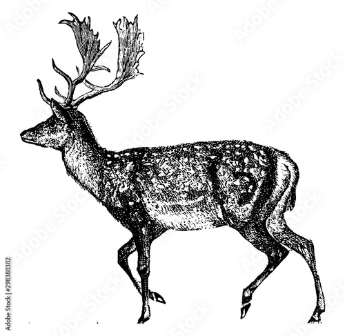 Deer, vintage illustration.
