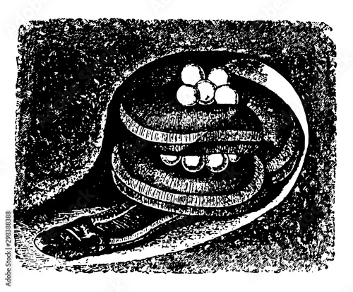 Caecilian, vintage illustration.