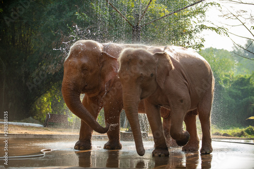 Photography Two Asian white elephants bathing in Yangon, Myanmar.