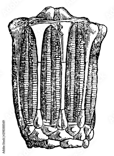 Eucalyptocrinus, vintage illustration.. photo