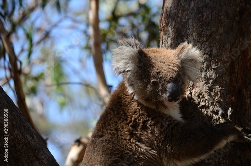 koala portrait
