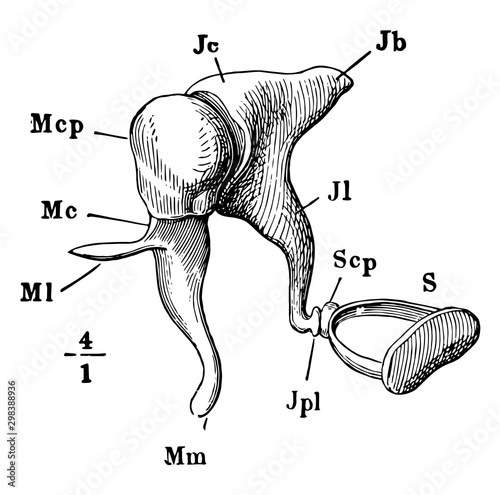 The Auditory Ossicles, vintage illustration.
