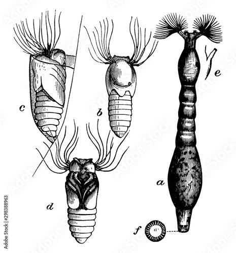 Fish Killing Buffalo Gnat Larva, vintage illustration.