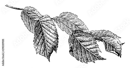 Ulmus Glabra vintage illustration.