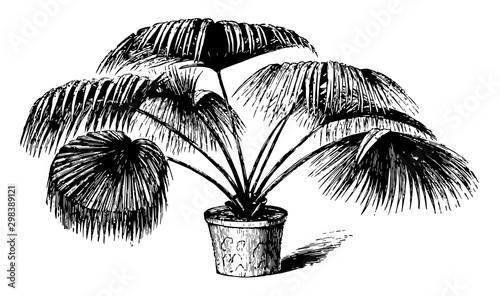 Livistona Chinensis vintage illustration. photo