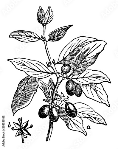 Cornel vintage illustration.