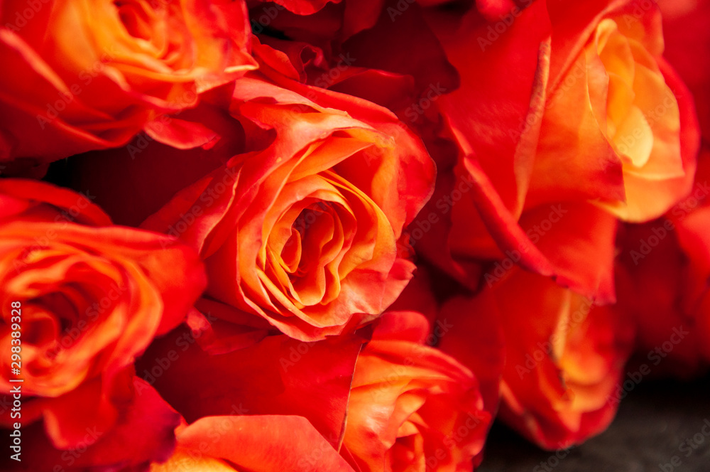 orange roses on a black background orange roses on a black background