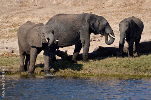 Elephants enjoying a drink from the Chobe River in Botswana.