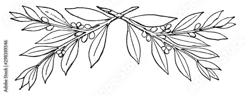 Laurel Branches were found in a the silver treasure of Hildesheim, vintage engraving.