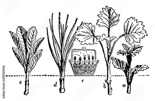 Propagation by Cuttings, vintage illustration.