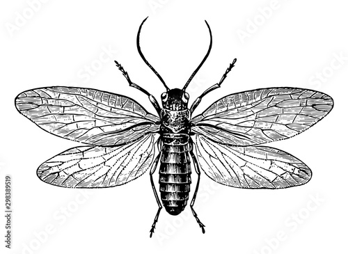 Alderfly, vintage illustration. photo
