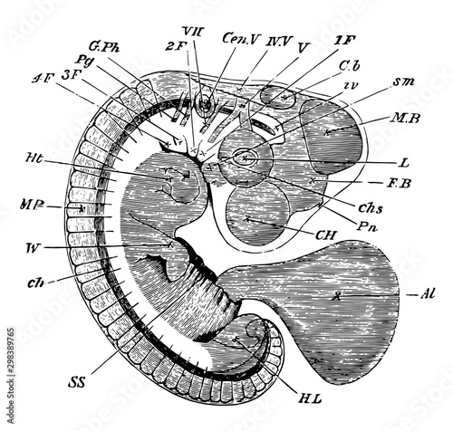 Embryo Chick at Fourth Day, vintage illustration.
