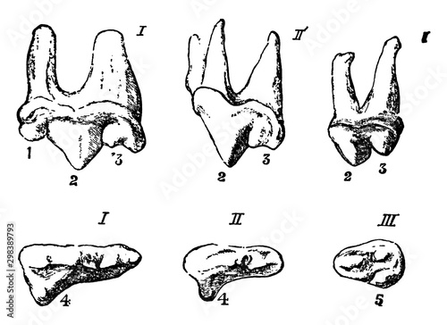 Carnivora, vintage illustration.