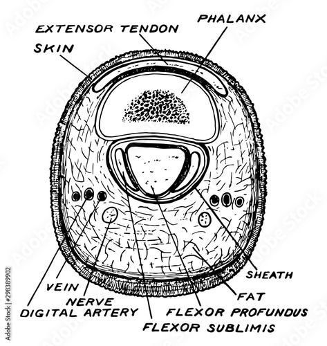 Phalanx, vintage illustration.