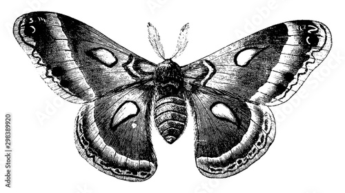Cecropia Moth, vintage illustration.