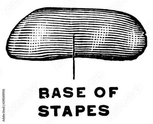 Medial View of the Stapes, vintage illustration.