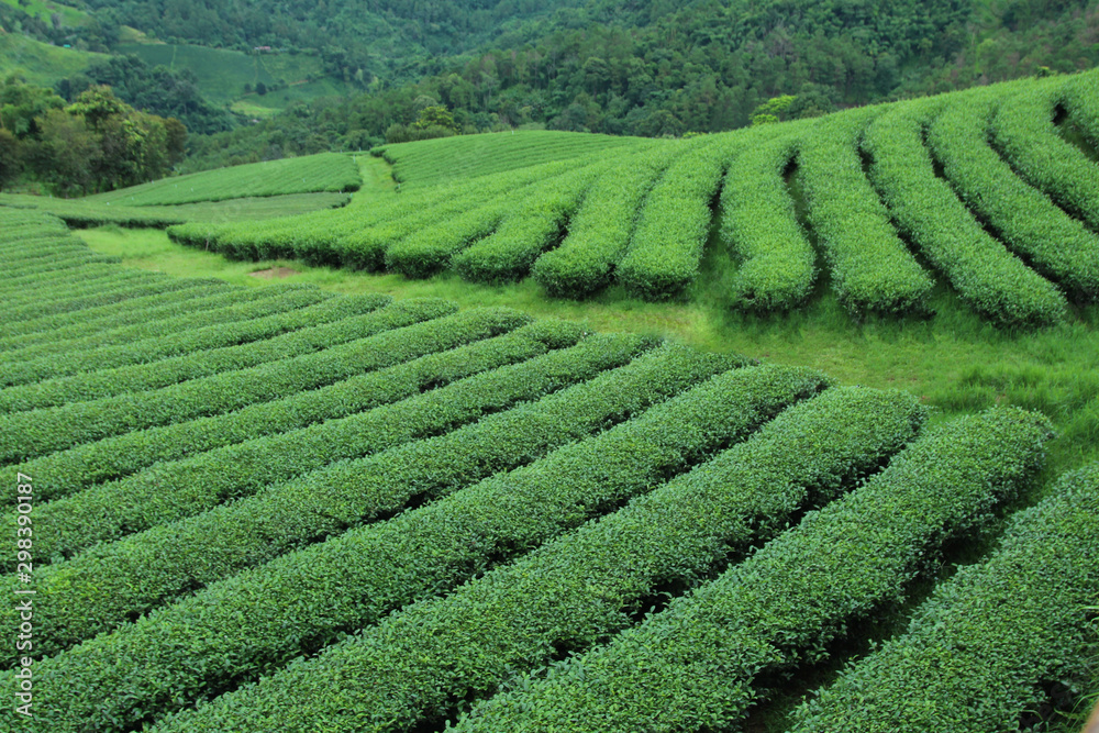 Healthy Mountain Mountain Tea Plantation for Winter Travel