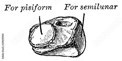 Cuneiform Bone, vintage illustration. photo