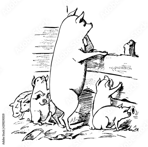 Pigs, vintage illustration