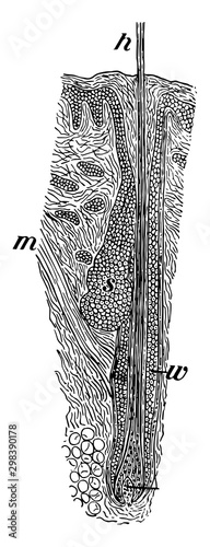Section of Scalp, vintage illustration.