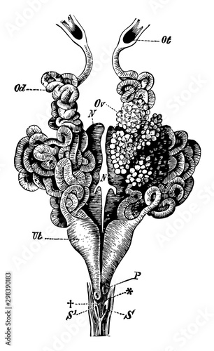 Female Edible Frog Genital Organs, vintage illustration