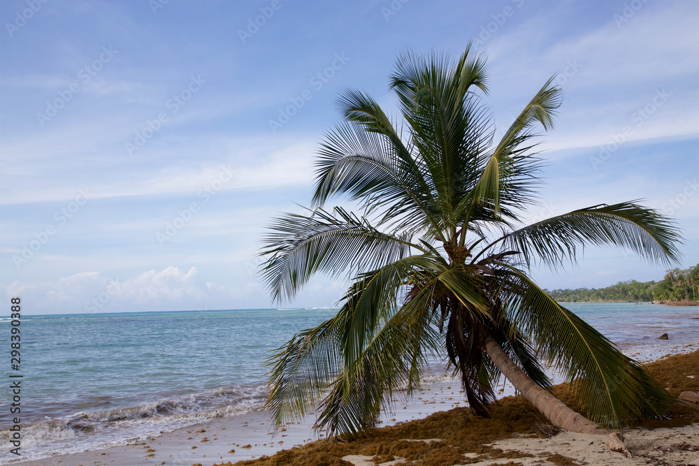 Fototapeta premium Traumstrand Cahuita Nationalpark 