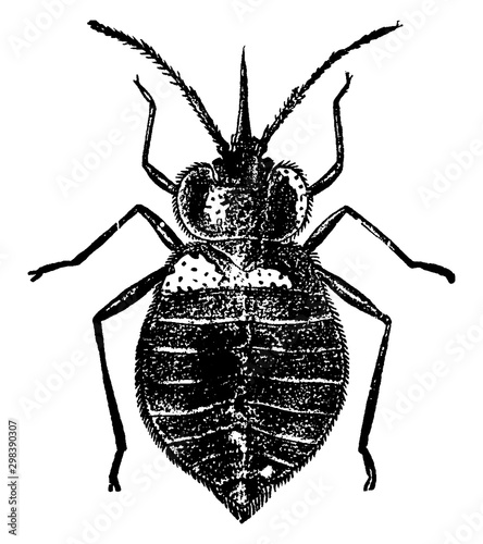 Bedbug, vintage illustration.