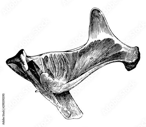 Muscles from Gluteal Region of a Horse, vintage illustration.
