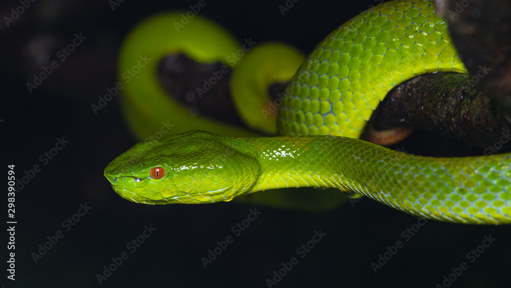 A very venomous and endemic snake Sabah Bamboo Pit Viper (Trimeresurus popeorum sabahi) is Sabah, Borneo Island A very venomous and endemic snake Sabah Bamboo Pit Viper (Trimeresurus popeorum sabahi) is Sabah, Borneo Island