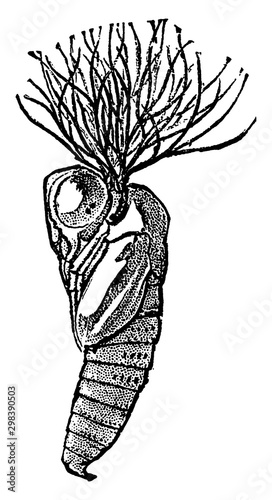 Buffalo Gnat Pupa, vintage illustration.