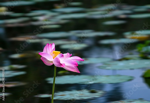 The lotus in the middle of a river like loneliness rises to cope with nature and exists