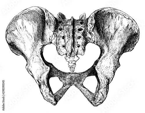 Pelvis from Behind, vintage illustration.