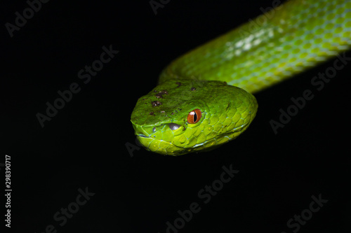 A very venomous and endemic snake Sabah Bamboo Pit Viper (Trimeresurus popeorum sabahi) is Sabah, Borneo Island