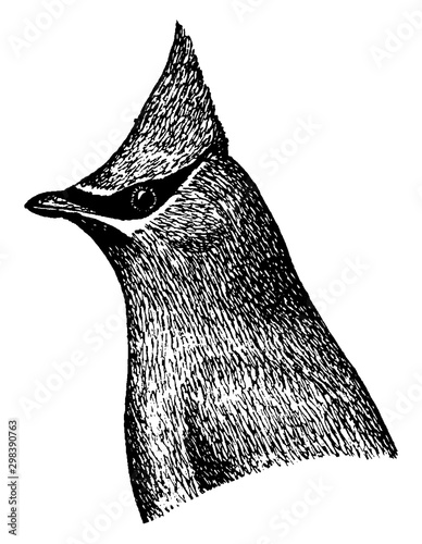 Cedar Waxwing, vintage illustration.