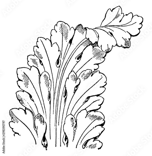 French Leaf Renaissance is a long leaves pattern, vintage engraving.