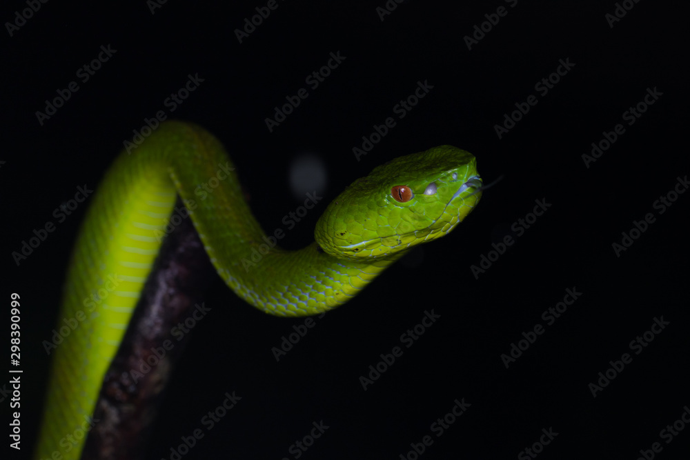 A very venomous and endemic snake Sabah Bamboo Pit Viper (Trimeresurus popeorum sabahi) is Sabah, Borneo Island A very venomous and endemic snake Sabah Bamboo Pit Viper (Trimeresurus popeorum sabahi) is Sabah, Borneo Island