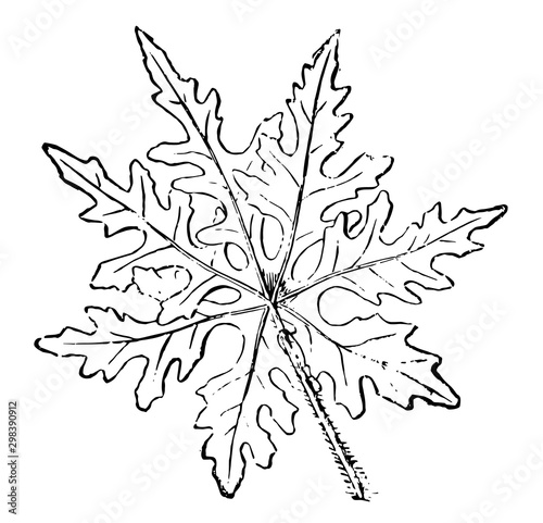 Leaf of Ipomoea Sinuata vintage illustration.