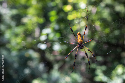 Garden spider on a web in the forest