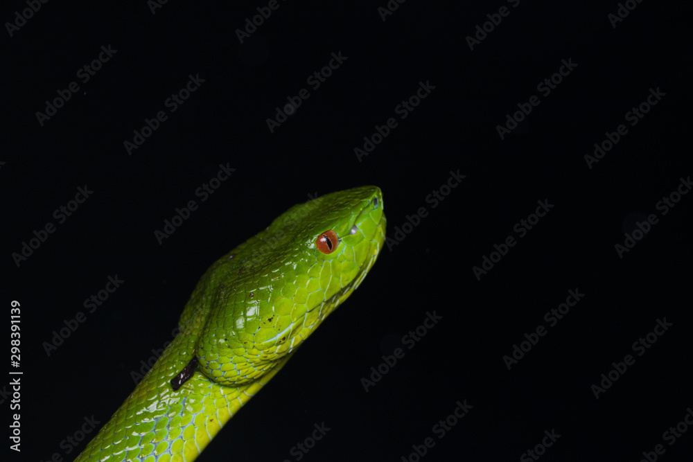 A very venomous and endemic snake Sabah Bamboo Pit Viper (Trimeresurus popeorum sabahi) is Sabah, Borneo Island A very venomous and endemic snake Sabah Bamboo Pit Viper (Trimeresurus popeorum sabahi) is Sabah, Borneo Island