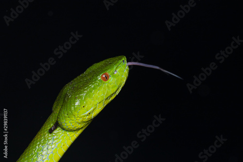 A very venomous and endemic snake Sabah Bamboo Pit Viper (Trimeresurus popeorum sabahi) is Sabah, Borneo Island