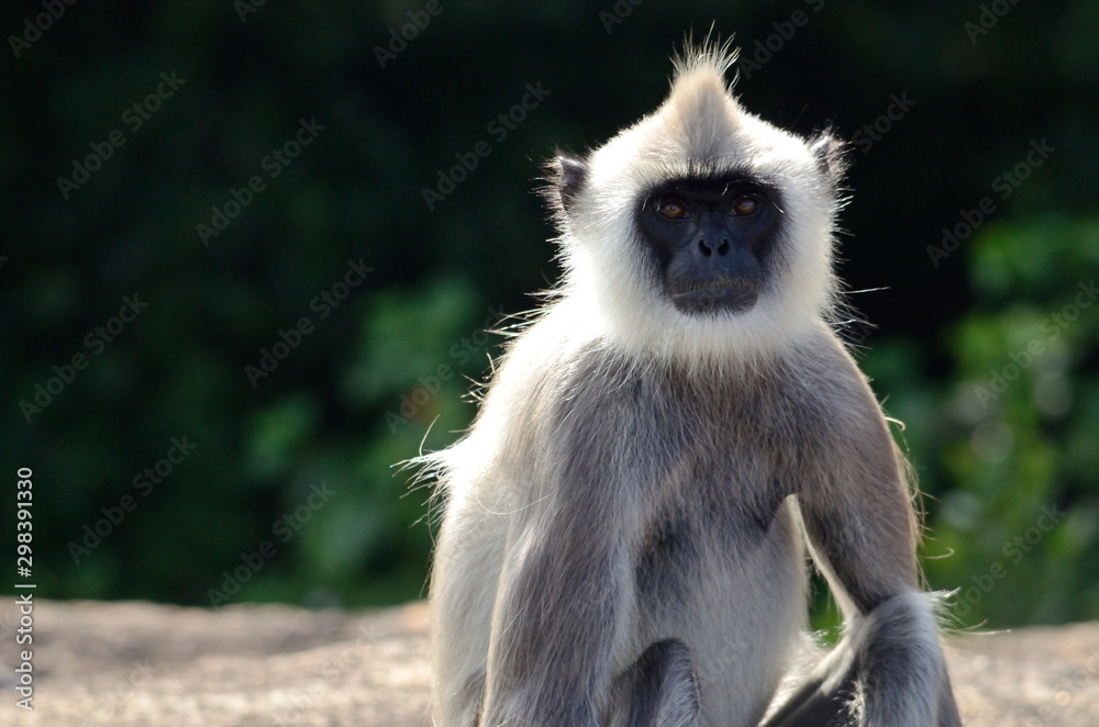 monkey portrait