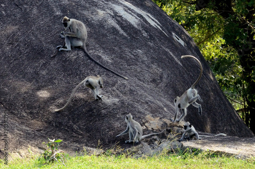 monkey playing on rock