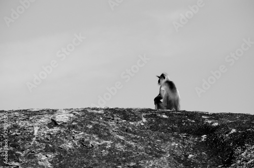 monkey sitting on rock